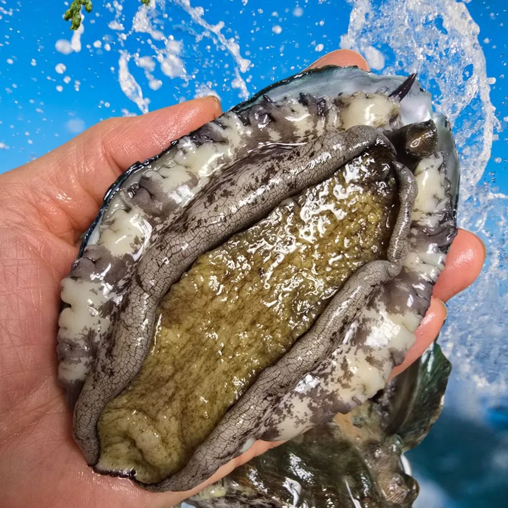 친절한이서방 왕특대 활전복 완도 전복 가격 추이 친절한이서방 왕특대 활전복 완도 전복 - 최저가 15,220원