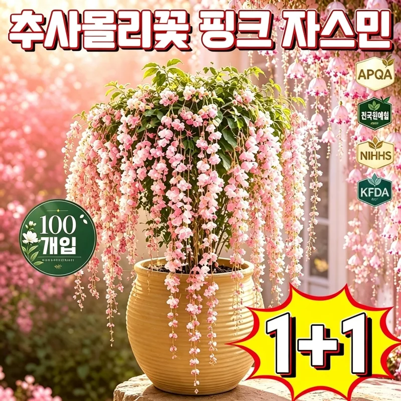 추사몰리꽃 자스민 핑크자스민 화분 가격 추이 추사몰리꽃 자스민 핑크자스민 화분 - 최저가 11,900원