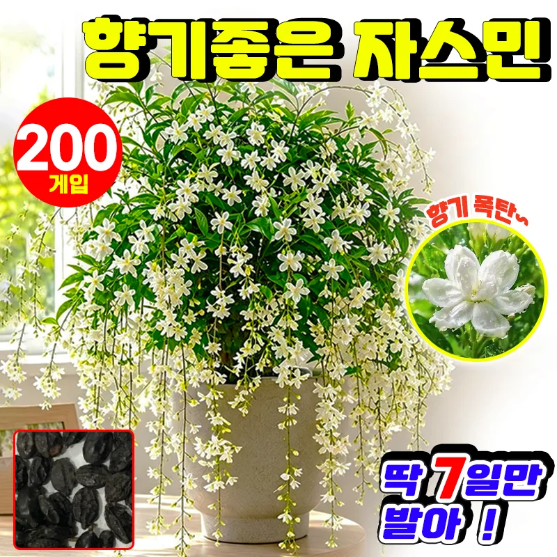 자스민 씨앗 오렌지 자스민 행잉 자스민 YONICE 가격 추이 자스민 씨앗 오렌지 자스민 행잉 자스민 YONICE - 최저가 9,100원