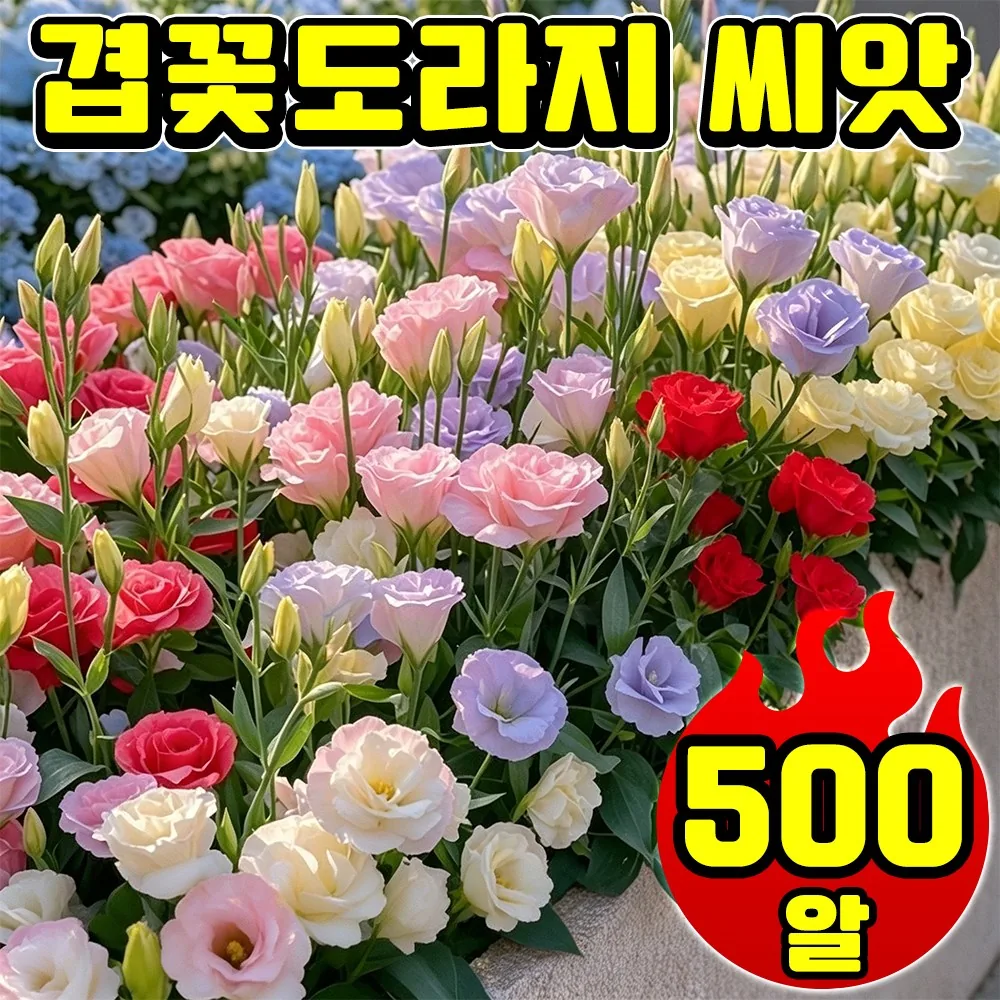 겹꽃도라지 씨앗 노지월동 혼합씨앗 다년생 가격 추이 겹꽃도라지 씨앗 노지월동 혼합씨앗 다년생 - 최저가 9,800원