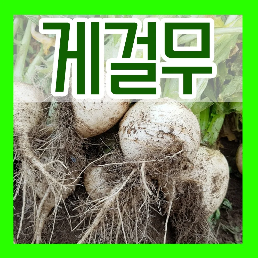 게걸무씨앗 500립 가격 추이 게걸무씨앗 500립 - 최저가 5,380원