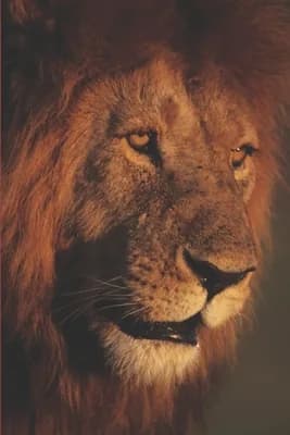 (영문도서)B'ajlom ii Nkotz'i'j Publications' Swahili Phrasebook: Ideal for Traveling to Kenya, Paperback 가격 추이 (영문도서)B'ajlom ii Nkotz'i'j Publications' Swahili Phrasebook: Ideal for Traveling to Kenya, Paperback - 최저가 40,700원